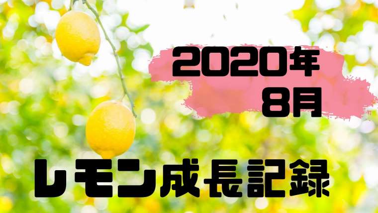 レモン成長記録2020年8月