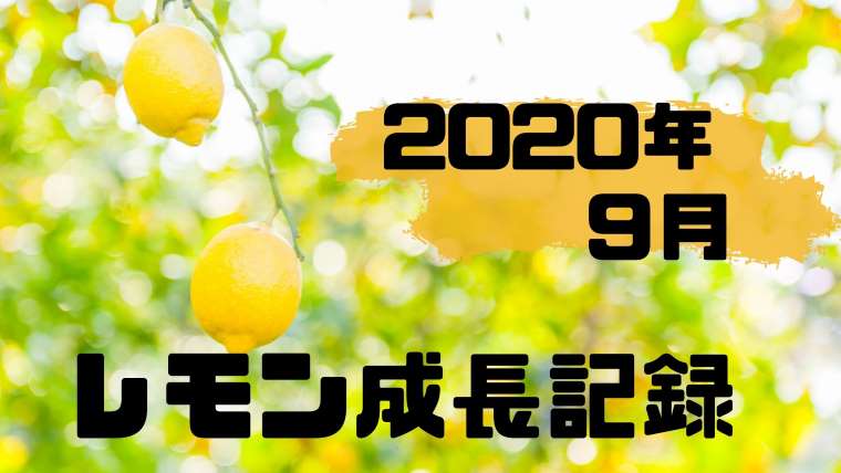 2020年9月のレモン成長記録