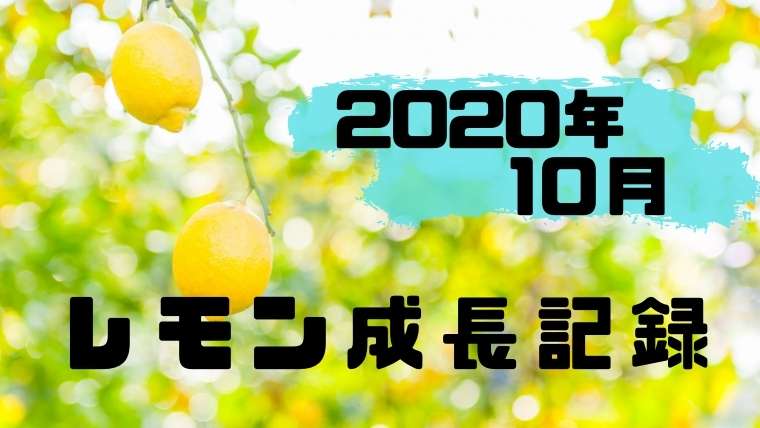 2020年10月のレモン成長記録